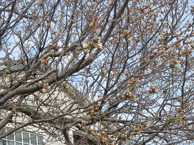 画像：鮮やかな早咲きの桜もいいですが、淡い山桜も素敵ですね。
